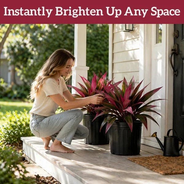 Zivara | Faux Cordyline Outdoor Planter Set