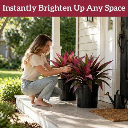 Zivara | Faux Cordyline Outdoor Planter Set
